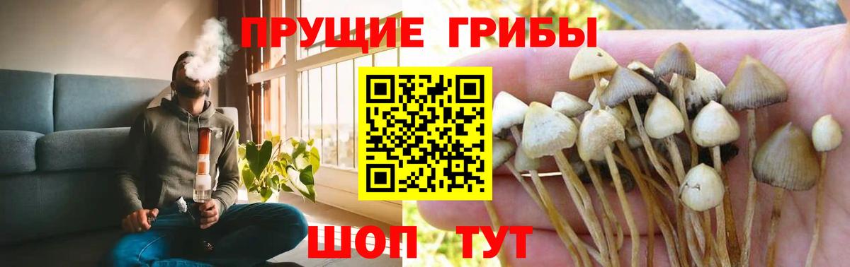 Псилоцибиновые грибы Psilocybine cubensis Лянтор